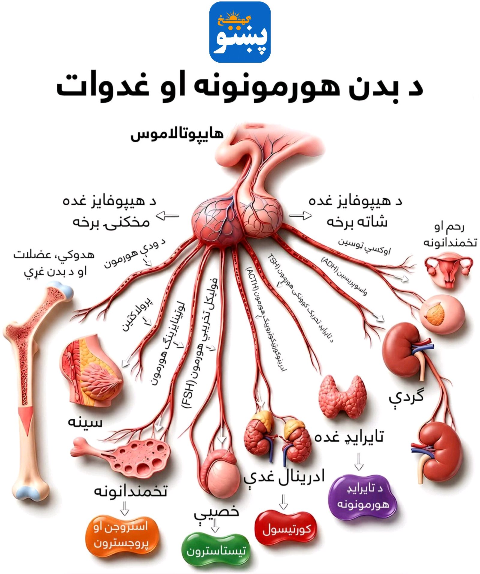 پښتو ګهيځ