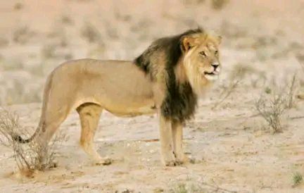 ریس خادیم