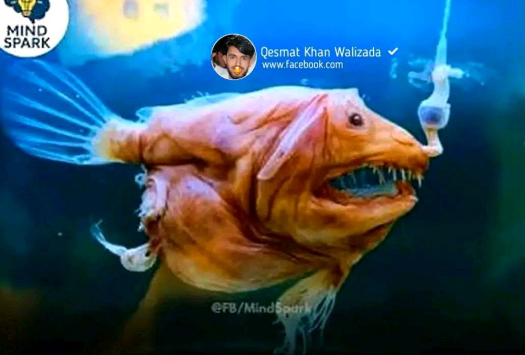 ریس خادیم