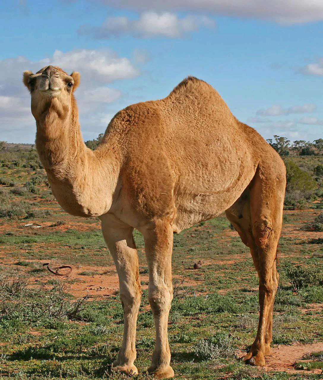 ریس خادیم