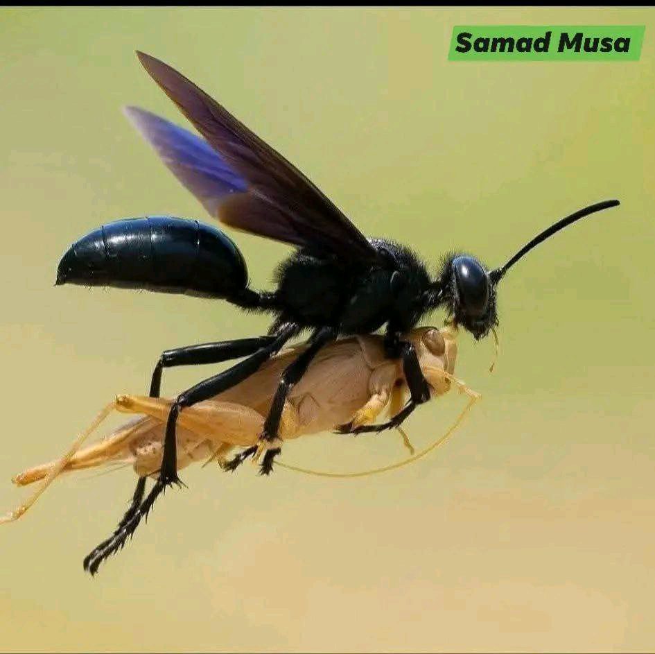 ریس خادیم