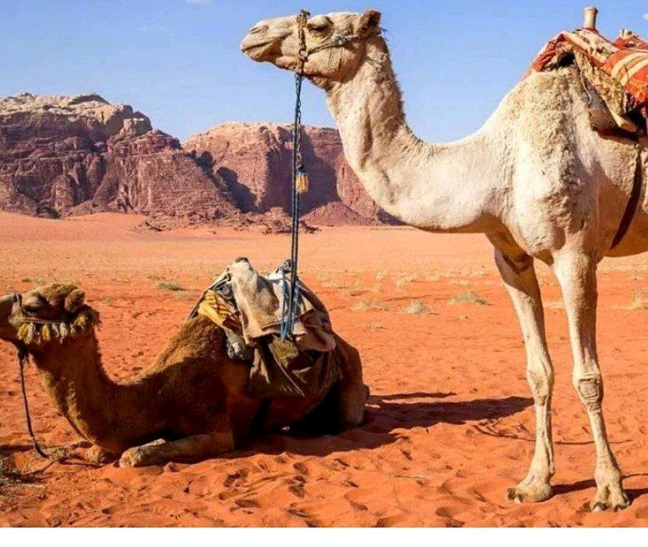ریس خادیم
