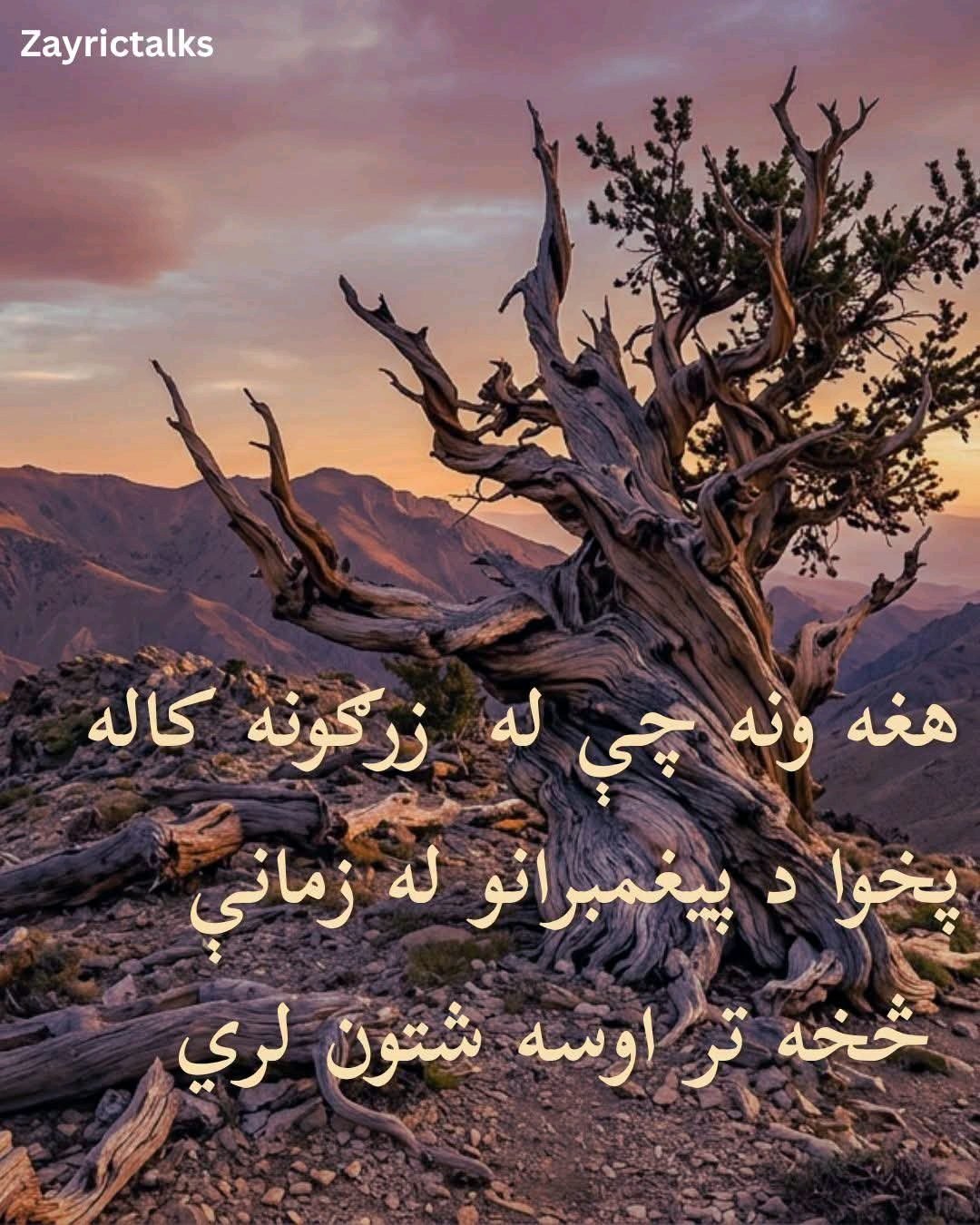 سعادت صدیقی