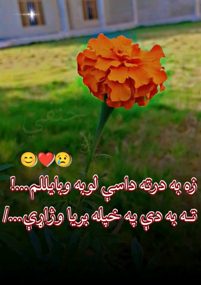 حنفي کوچی
