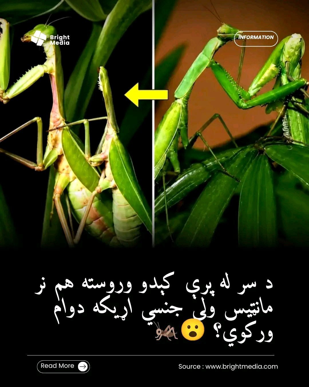 ریس خادیم