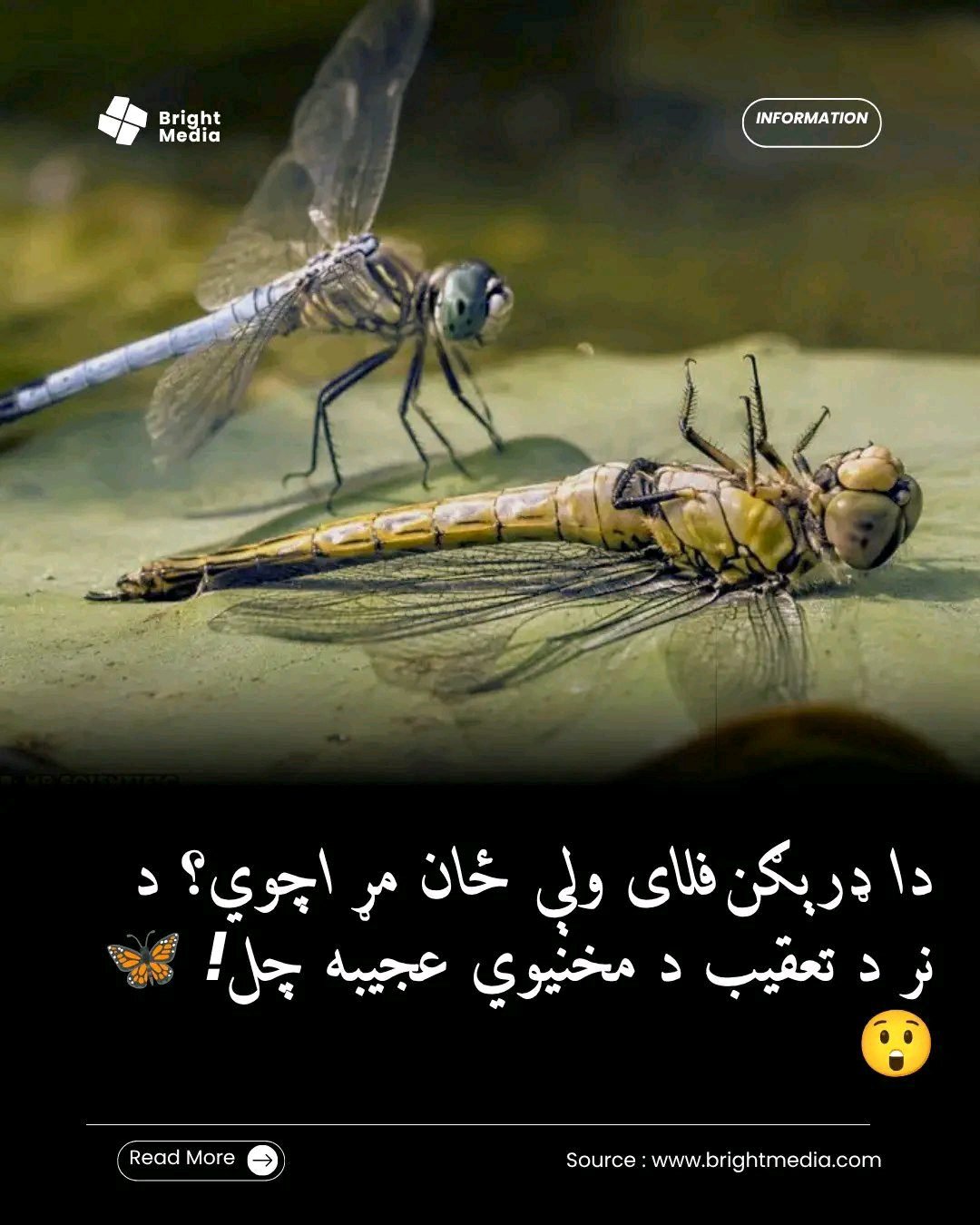 ریس خادیم