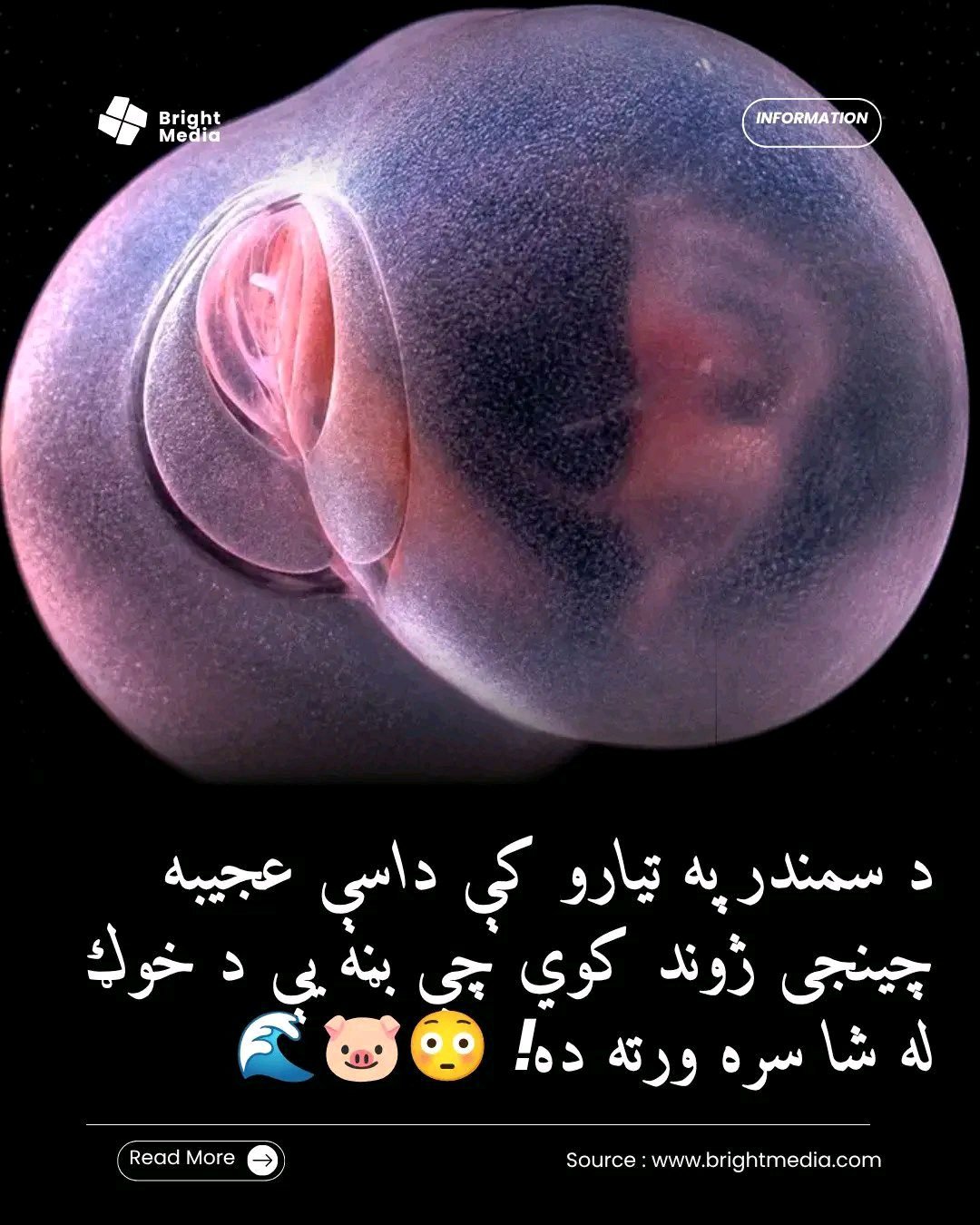 ریس خادیم