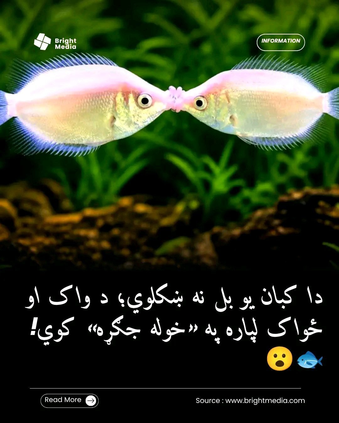 ریس خادیم