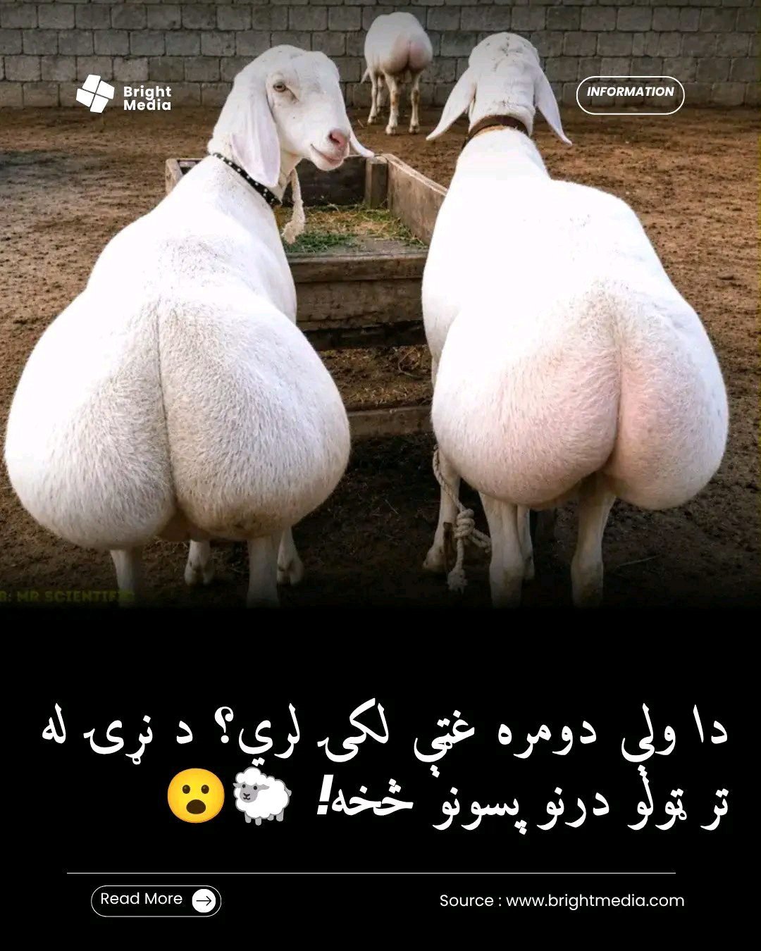 ریس خادیم
