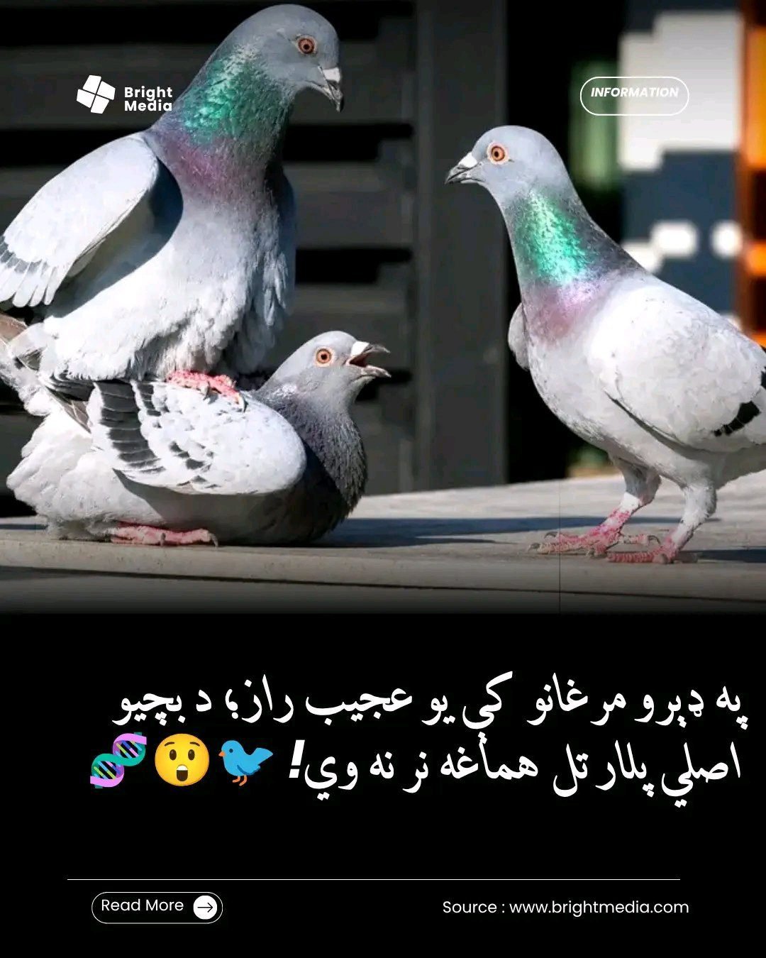 ریس خادیم