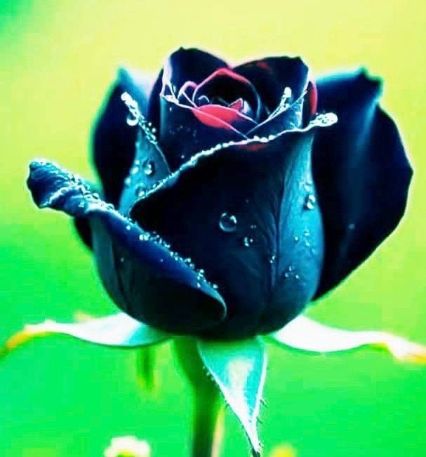 شاعر واحد ګل ملنګ