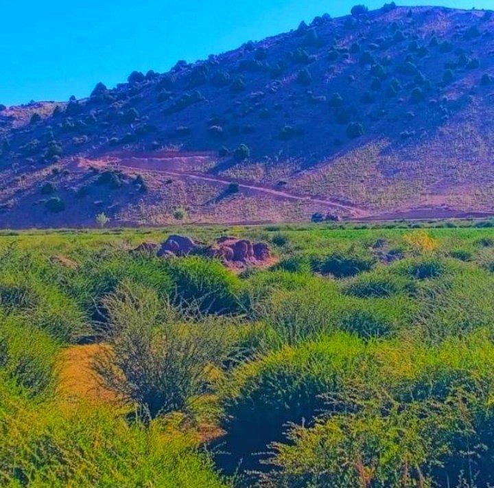 حنفي کوچی